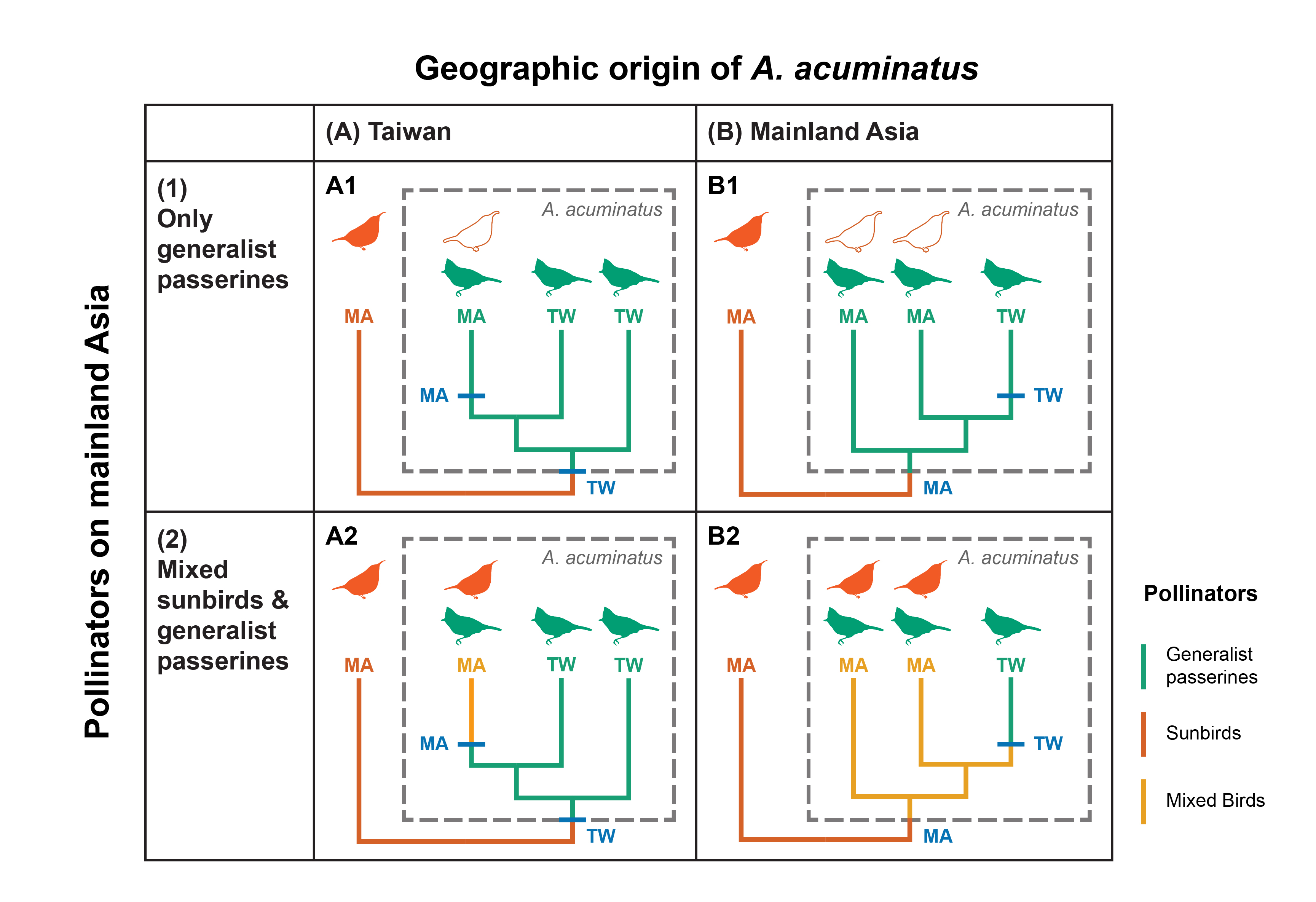 Phyglogenetic hypotheses